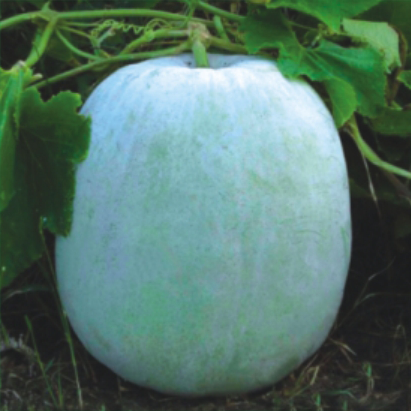 Ash Gourd