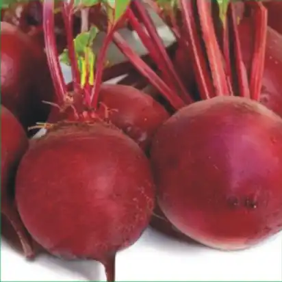 Beetroot