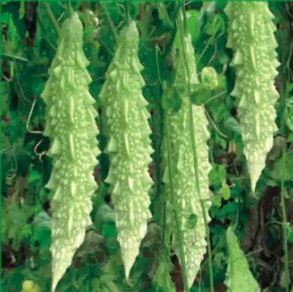Bitter Gourd