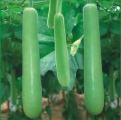 Bottle Gourd