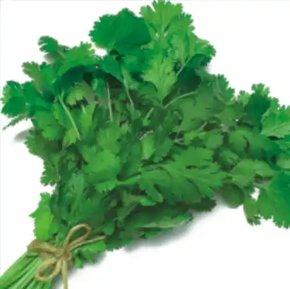 Coriander