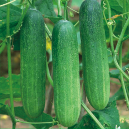 Cucumber