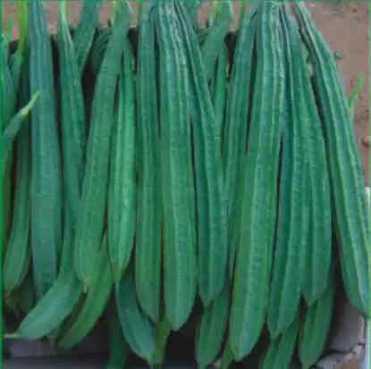 Ridge Gourd