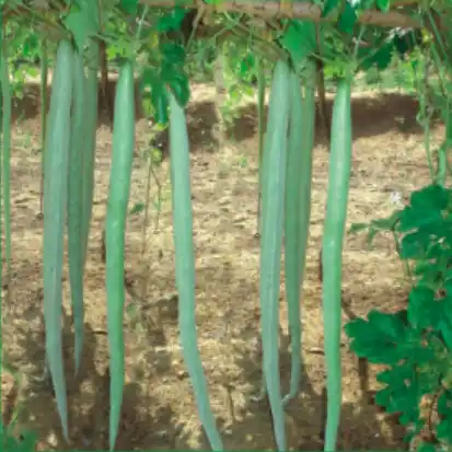 Snake Gourd