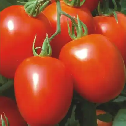 Tomato
